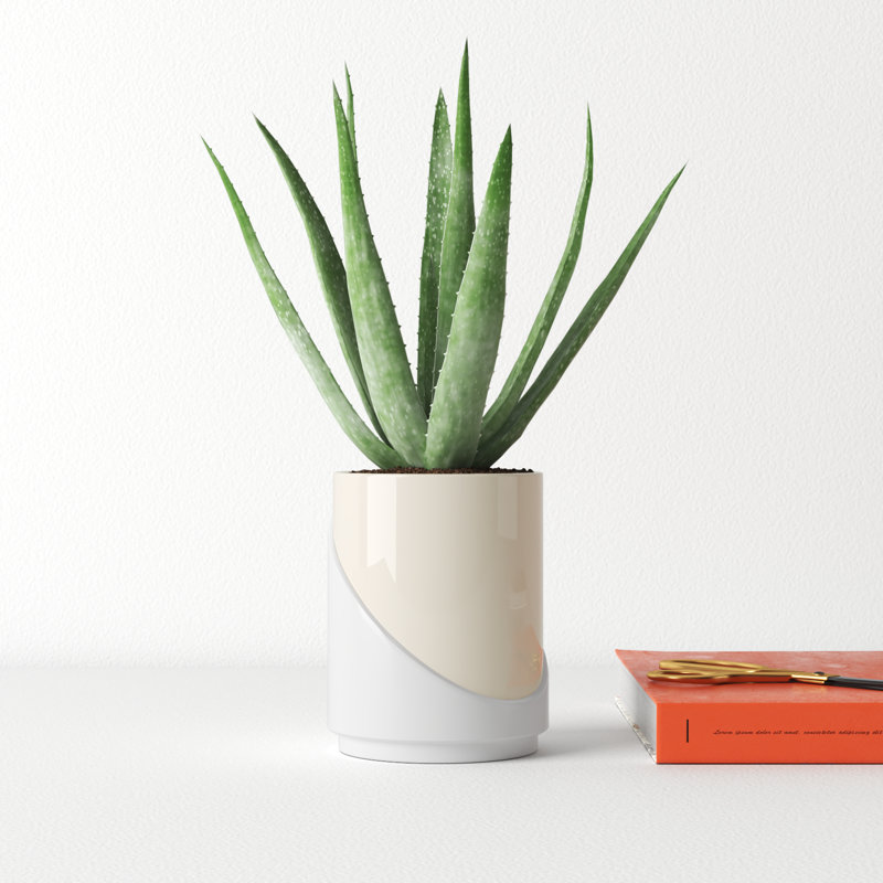 Taha Ceramic Pot Planter