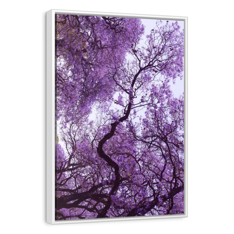 Under Jacaranda Tree, Floating Frame White, 9" x 13"