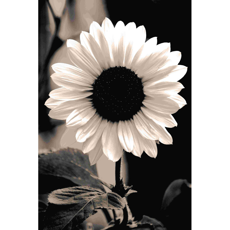 Tournesol noir - impression sur toile tendue, H 48 po x l 32 po