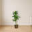 Dracaena Silk Plant with Basket