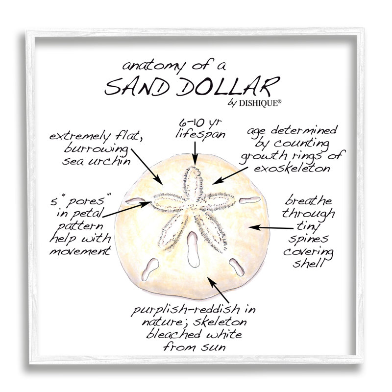 Tableau informatif sur le dollar des sables, H 12 po x l 12 po x P 1,5 po, Giclée encadrée blanc bord de mer