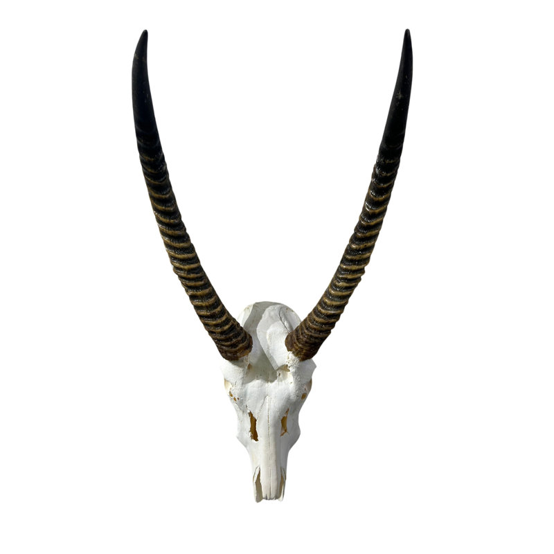 Tieanna Waterbuck Antelope Skull