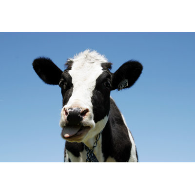 Portrait Of A Cow - Wrapped Canvas Print