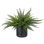 UV Rated | Fern Boston, Ceramic Pot Black