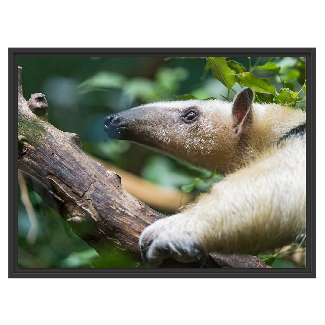 Gerahmtes Wandbild Nasenbär auf Ast