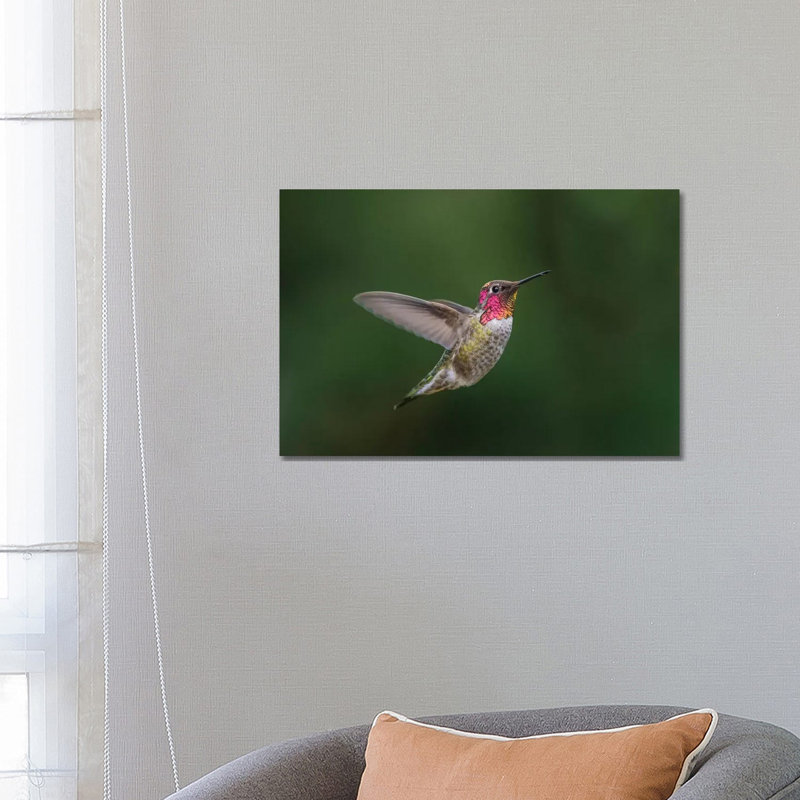 USA, Male Anna'S Hummingbird (Calypte Anna) Displays Its Gorget While Hovering in Flight. 1 Piece Wrapped Canvas Wall Art
