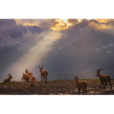 Alpine Ibex by Agustavop - Wrapped Canvas Print