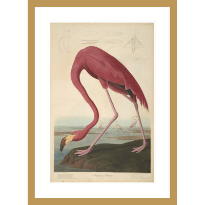 «American Flamingo from The Birds of America 1827-38» par John James Audubon, impression giclée encadrée