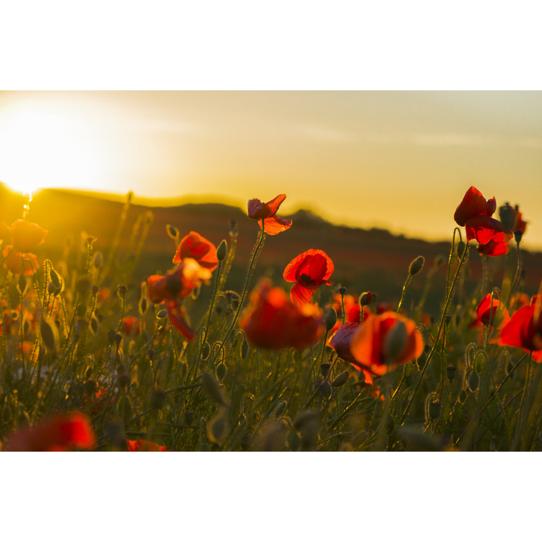 Leinwandbild Poppy Field von Traceya Photos