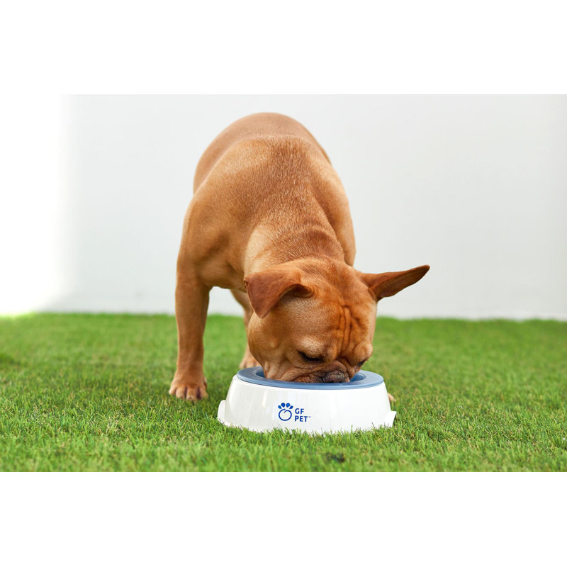 Bol à glace pour animaux de compagnie