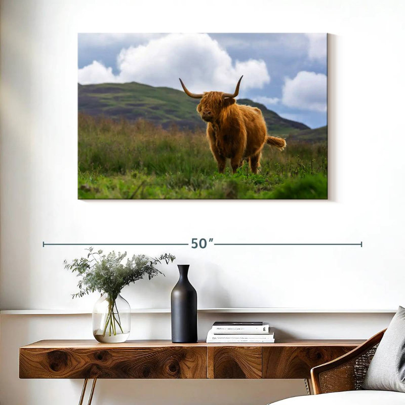 Vache écossaise Highland, H 26 po x l 39 po