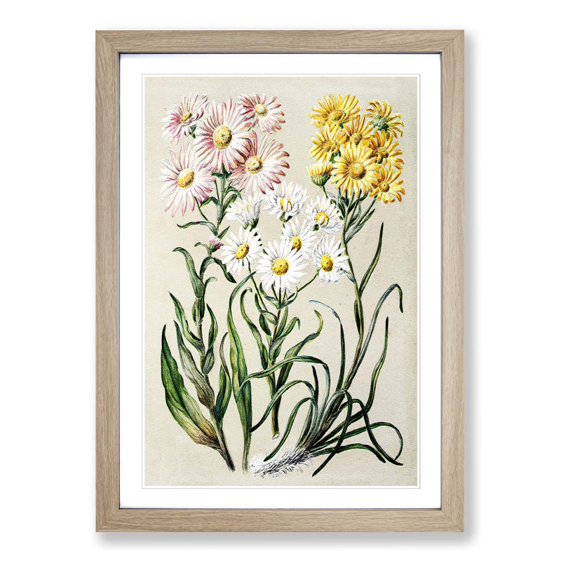 Groundsel Daisy Flowers by Sarah Featon - Picture Frame Painting Print, 65cm H x 48cm W x 2cm D, Oak Framed