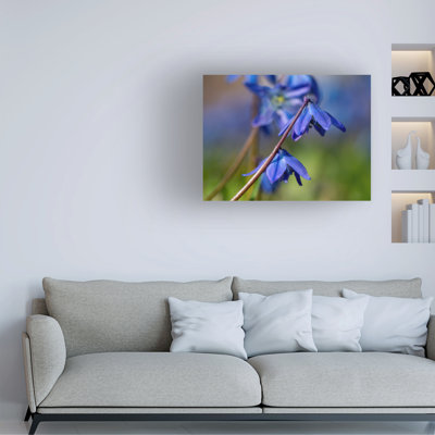 Bolog Suzanne Bonin Sapphire Star Canvas Art