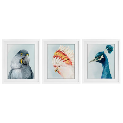 «Vivid Plumage Bird Portraits», ensemble de 3 reproductions encadrées sous verre, par Hannah Dawson
