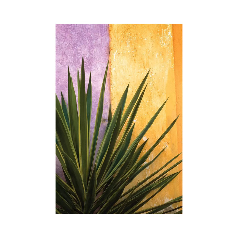 Mexico. Plant Against Colourful Wall by Jaynes Gallery - Wrapped Canvas Print, 20.32 cm H x 30.48 cm W