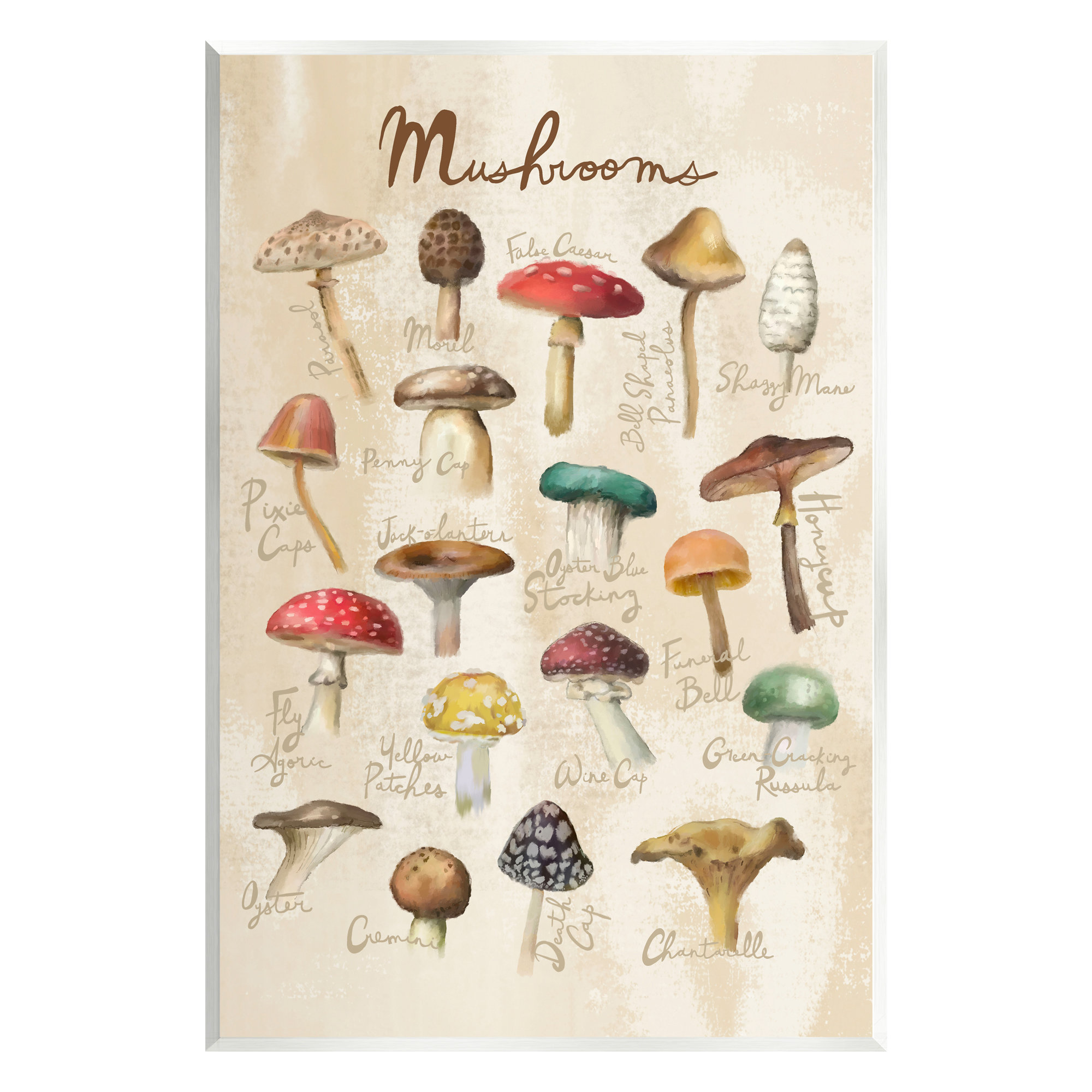 Stupell Industries Vintage Mushroom Types Diagram by Amylee Weeks Print