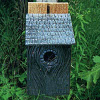 11 in x 8 in x 5 in Bluebird House