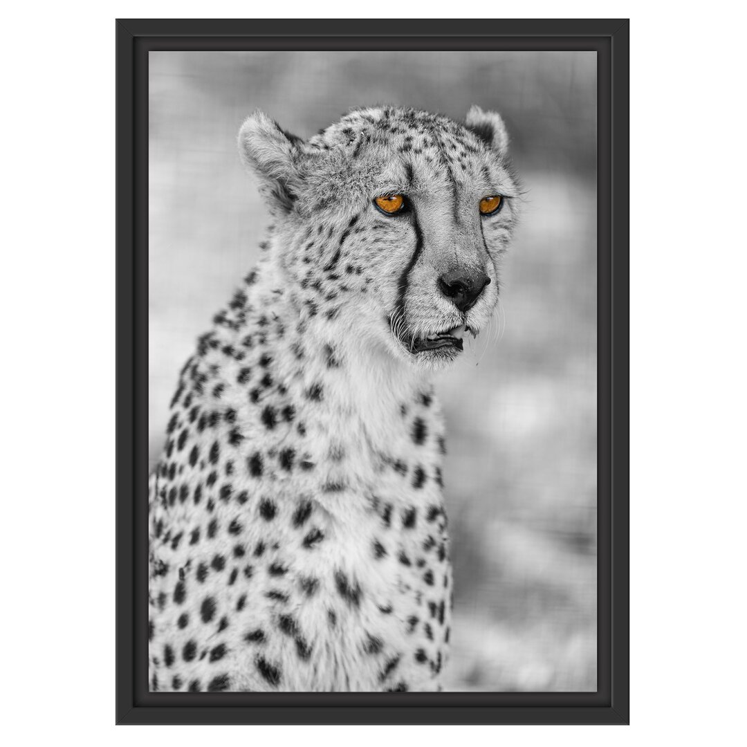 Gerahmtes Wandbild ausgewachsener Gepard