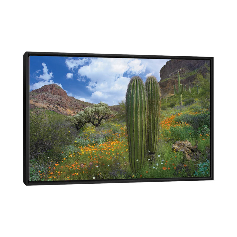 «Saguaro Amid Flowering Lupine» par Tim Fitzharris - reproduction de photo sur toile tendue, H 18 po x l 26 po x P 1,5 po