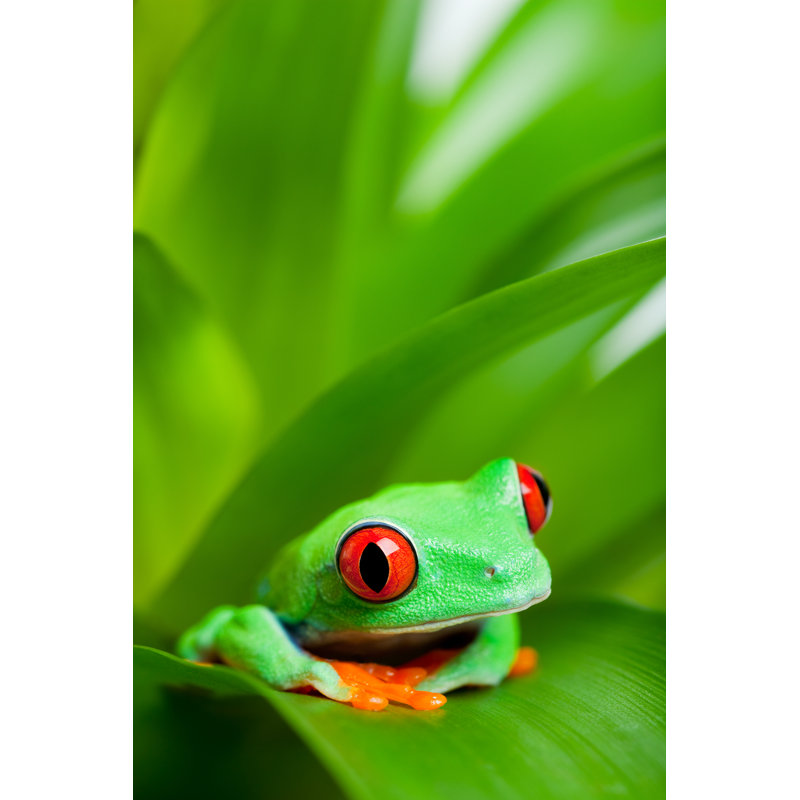 Hemlen Frog In A Plant by Jay Si - Wrapped Canvas Print, 46cm H x 30cm W x 3.8cm D