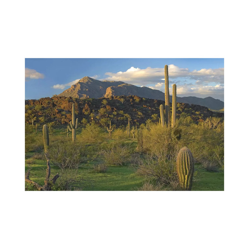 Saguaro Cacti, Picacho Mountains, Picacho Peak State Park, Arizona 1 Piece Wrapped Canvas Wall Art, 30.48 cm H x 45.72 cm W
