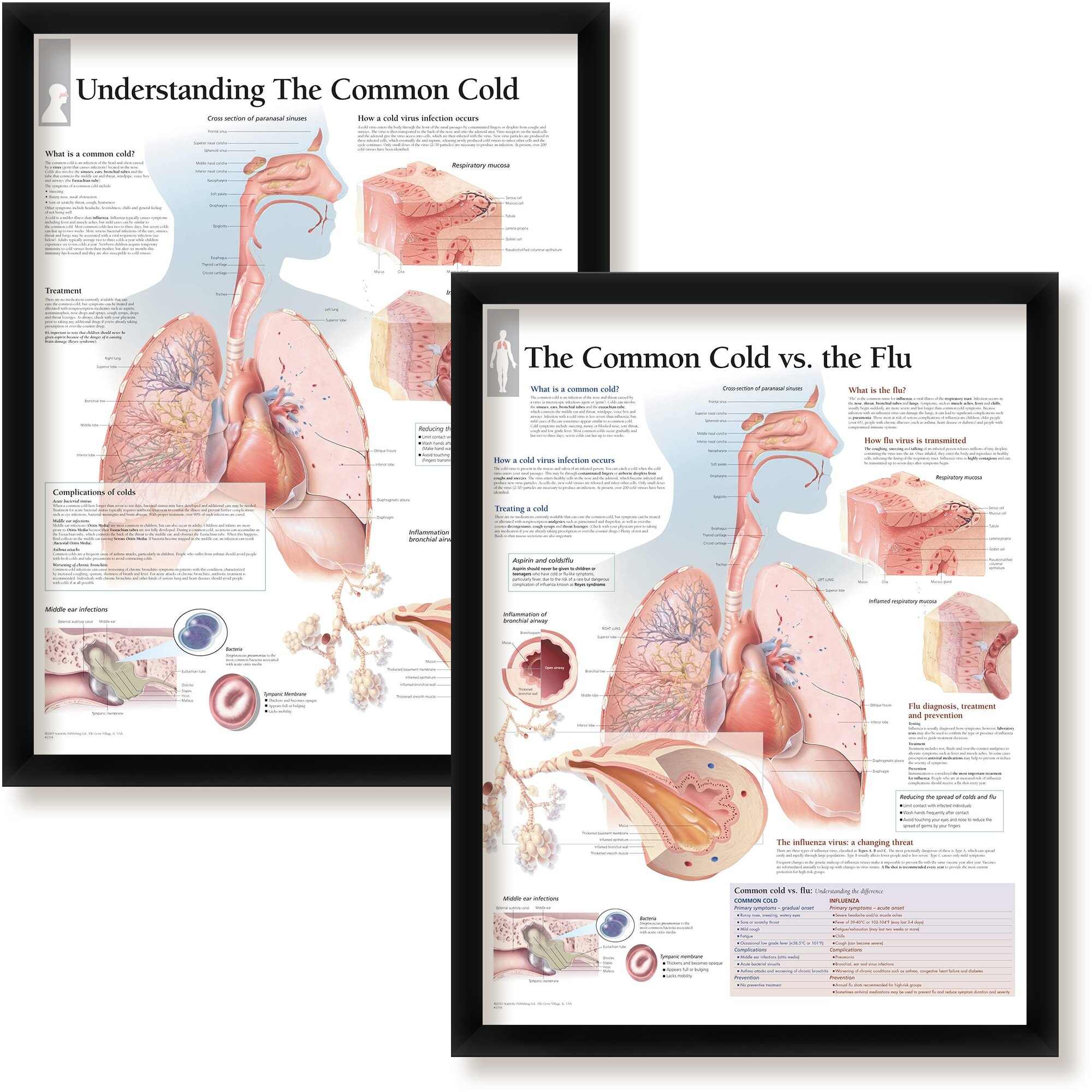 Facts about the common cold Poster for Sale by Murray-Mint