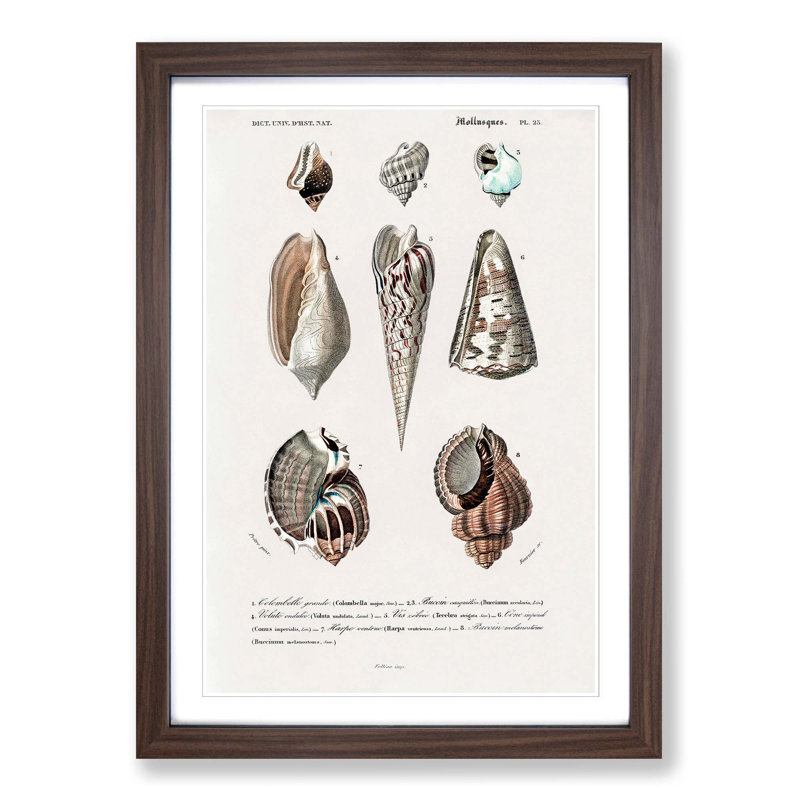 Mollusc Shell Illustrations PL. 25 by Charles D' Orbigny - Picture Frame Graphic Art Print, Walnut Framed