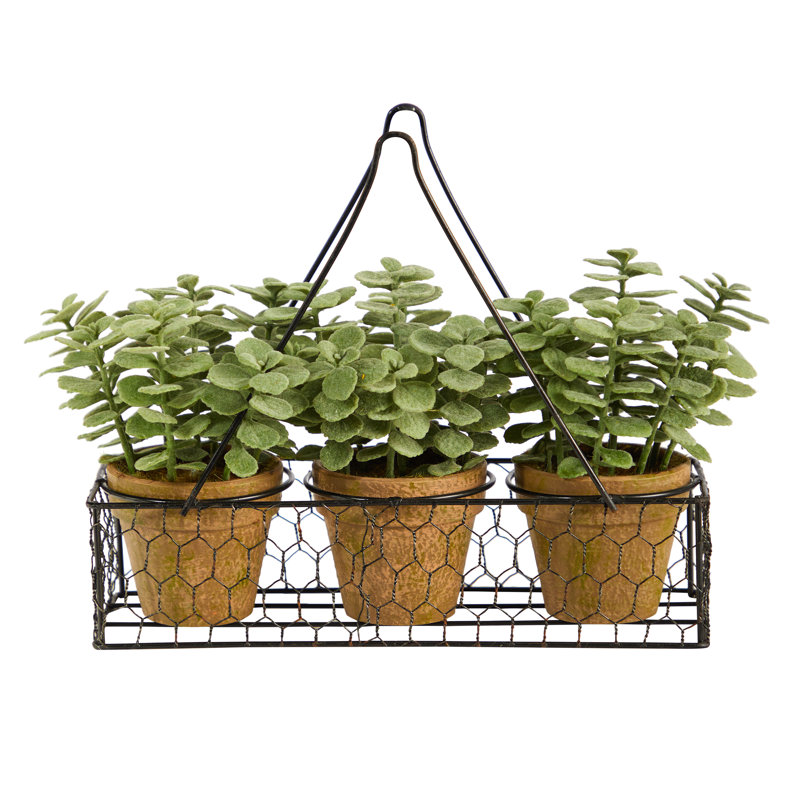 7 po Mini plante de jardin en jade dans une jardinière suspendue