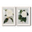 Camellia Japonica I - ensemble de 2 reproductions d'impressions-1902663039-1902889029-1902889030