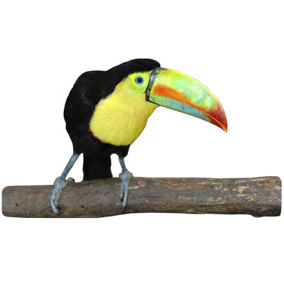 Adhésif décoratif Toucan II
