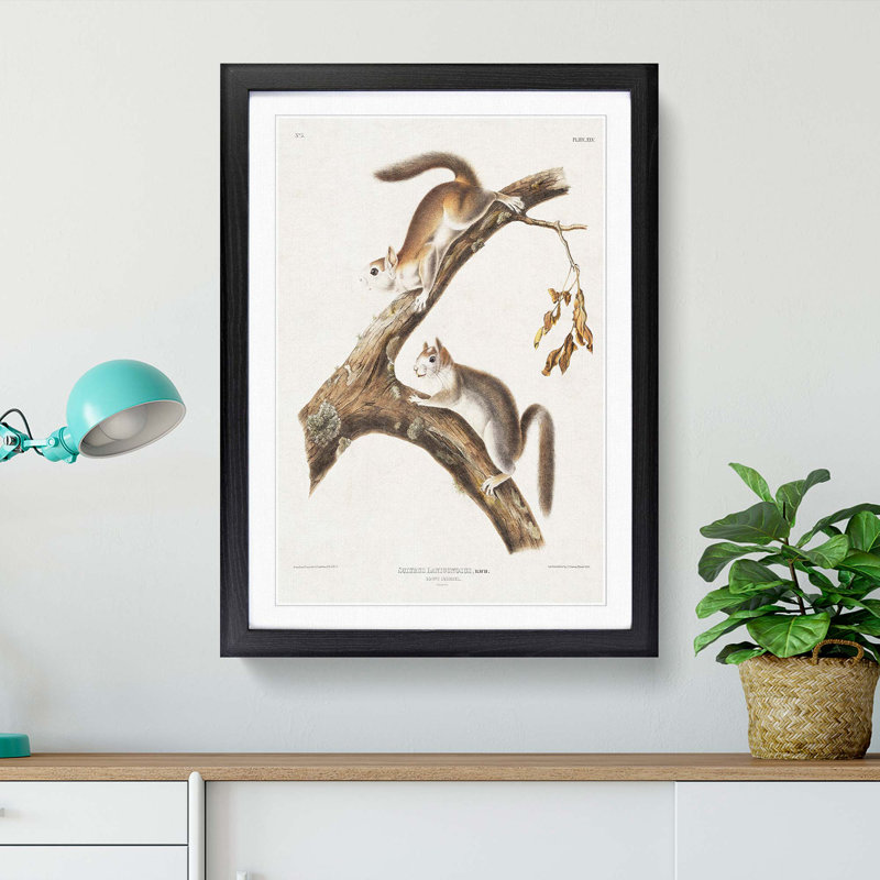 Downy Squirrels by J.W. Audubon - Picture Frame Painting Print, Black Framed, 48cm H x 36cm W x 2cm D