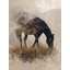 In the Dust of Morning-109345849