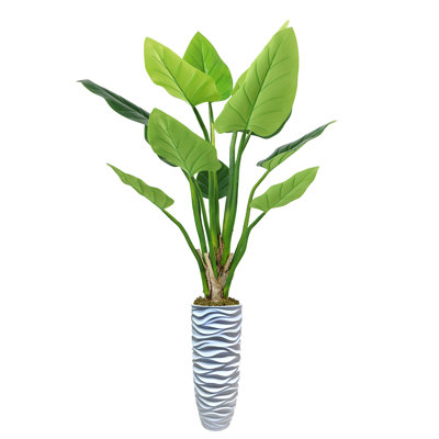 Panama Philodendron plante en pot