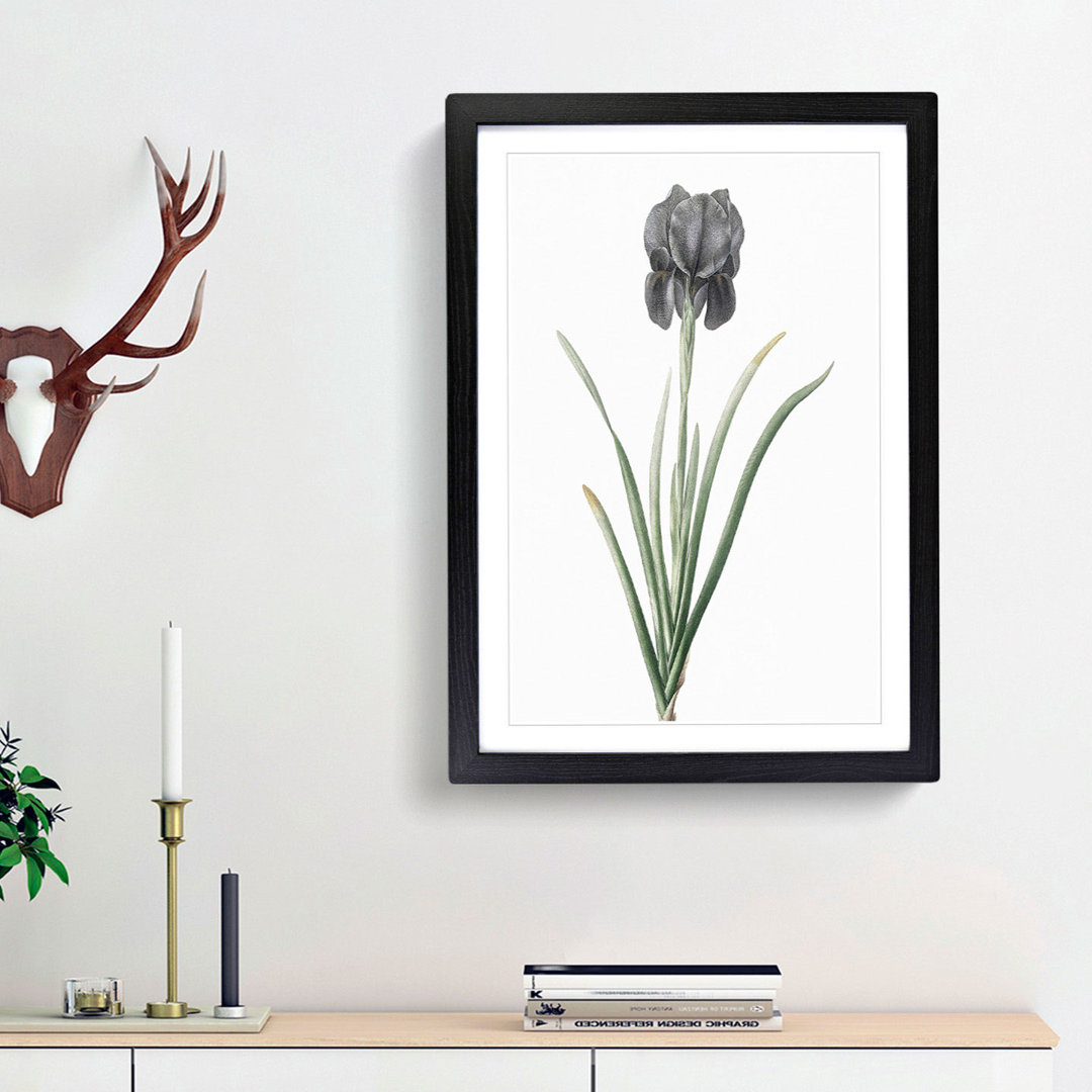 Mourning Iris Flower by Pierre-Joseph Redoute - Picture Frame Painting Print
