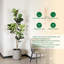 Figuier artificiel 6 pi 6 pi, fausse plante avec pot en plastique noir, 1 pièce / ensemble, décoration d'intérieur nécessitant peu d'entretien pour le coin bureau du salon