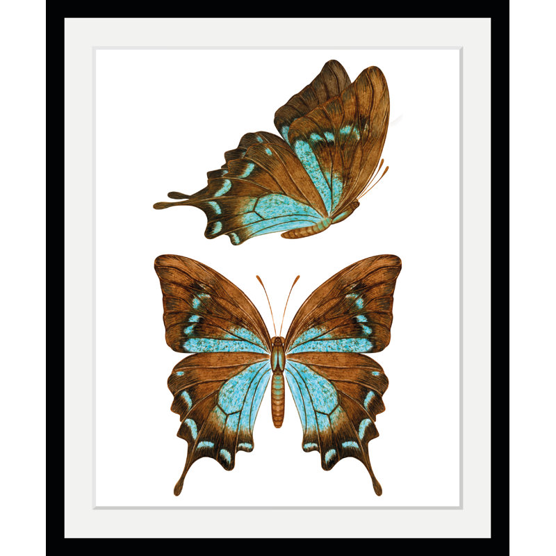 Butterfly - Single Picture Frame Print