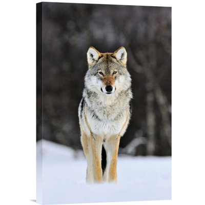 " Gray Wolf Standing "