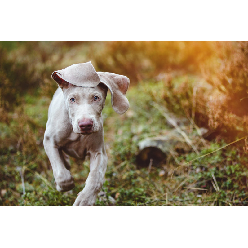 Weimaraner Puppy by Druvo - No Frame Art Prints on Canvas, 81cm H x 122cm W