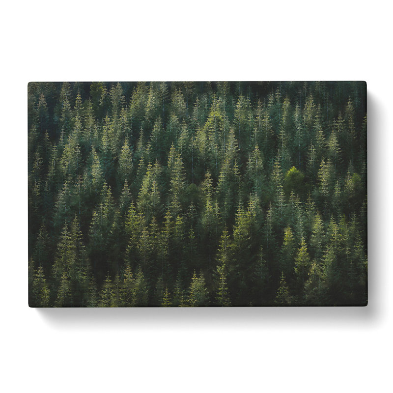 Beauty Of The Pine Tree Forest - Wrapped Canvas Painting, 40cm H x 60cm W x 3cm D