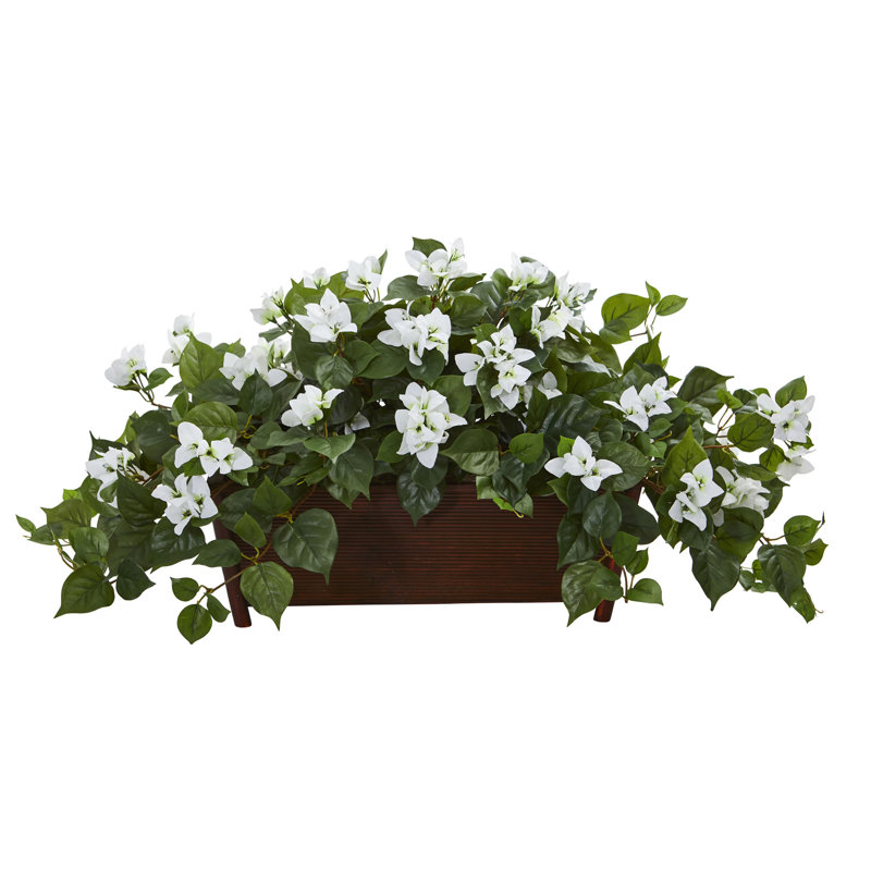 Plante florale pour bureau bougainvillea, Blanc