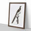 A Magpie Bird of Paradise by Jacques Barraband - Framed Print-55453413-55453414