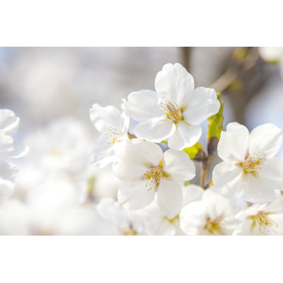 Sakura by Tri-Eun - Wrapped Canvas Print