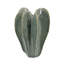 D11,6 x 15,7 po Sculpture Cactus