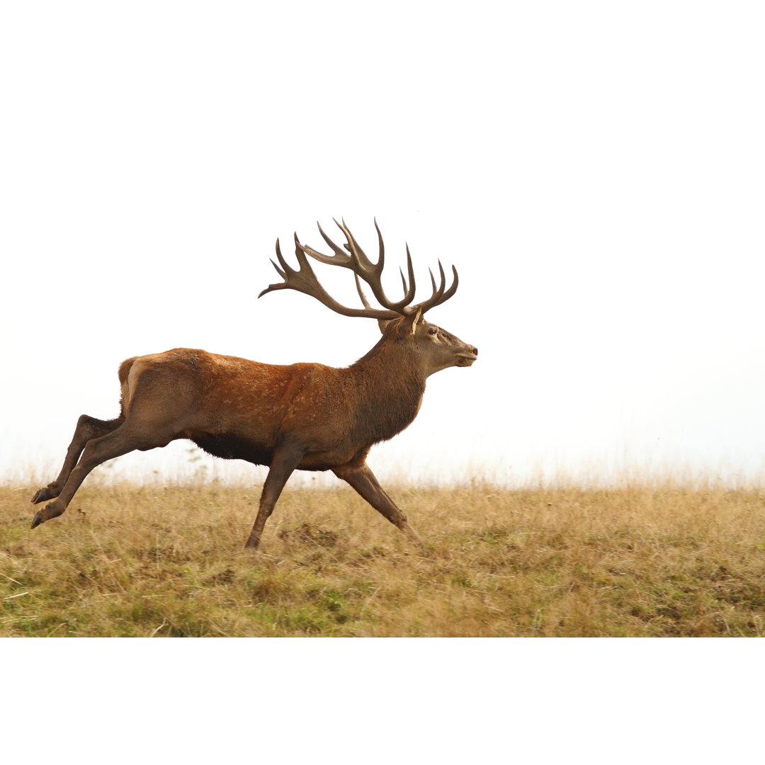 Red Deer Stag Running von Taviphoto - Kunstdrucke auf Leinwand