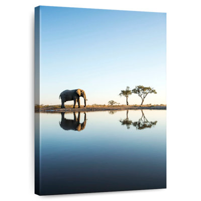 Éléphant d'Afrique Brampt
