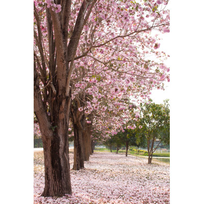 Cherry Blossom Garden - Photographie sur toile tendue