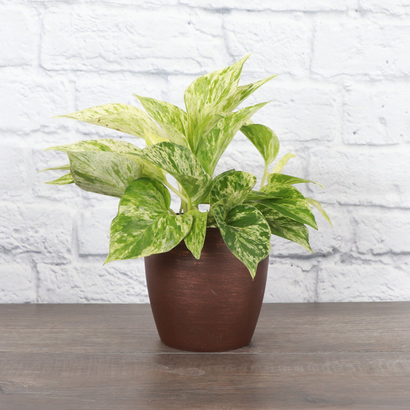 Marble Queen Pothos Plant in Pot, Copper