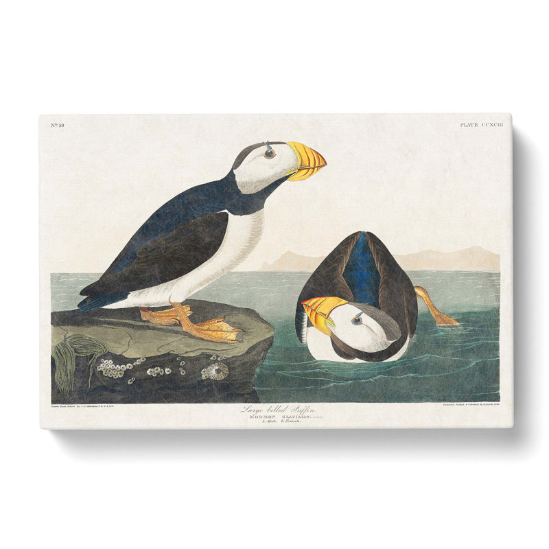 Atlantic Puffins by John James Audubon - Wrapped Canvas Painting Pint - Wrapped Canvas, 40cm H x 60cm W x 3cm D