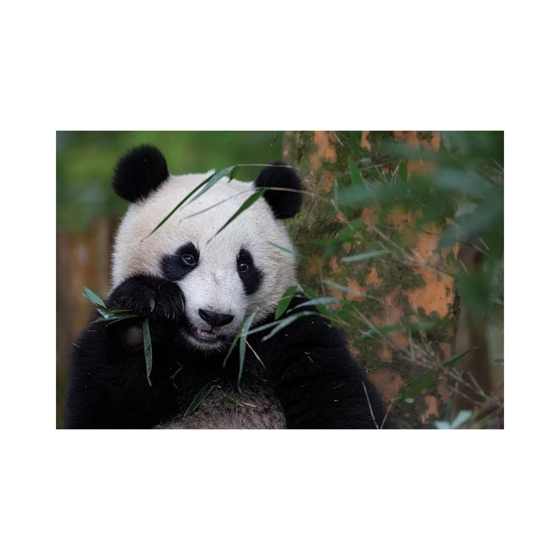 Bamboo Time by Alessandro Catta - Wrapped Canvas Painting, 101.6 cm H x 66.04 cm W x 1.91 cm D