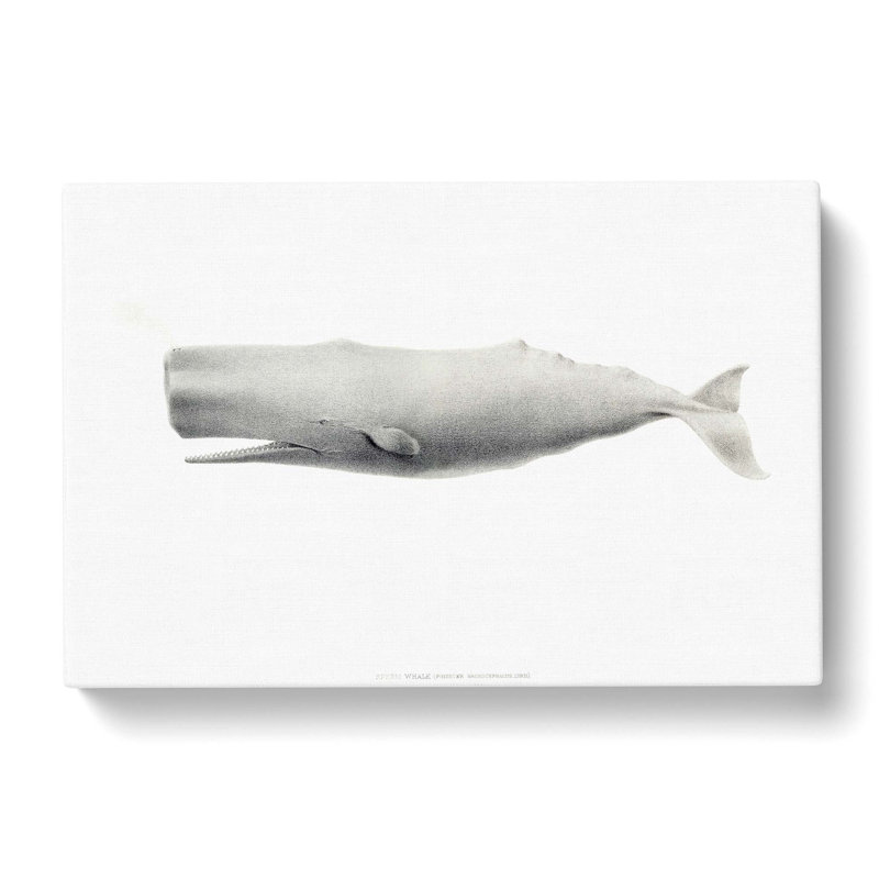 Sperm Whale by C.M. Scammon - Wrapped Canvas Drawing - Wrapped Canvas, 35cm H x 50cm W x 3cm D